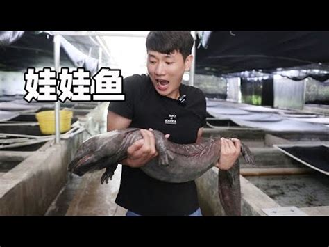 娃娃魚怎麼養|【養娃娃魚】娃娃魚飼養指南：新手必學，從入門到上手！